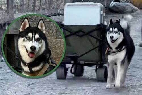 Chú chó Husky kéo hành lý giúp khách du lịch