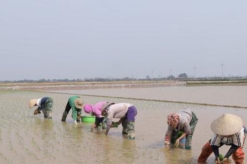 Bắc Bộ ấm áp, có mưa phùn