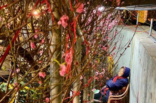 Những loại hoa giá rẻ được chị em săn đón chơi hết tháng Giêng