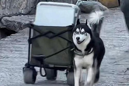 Chó Husky nổi tiếng sau một đêm nhờ kéo hành lý cho du khách