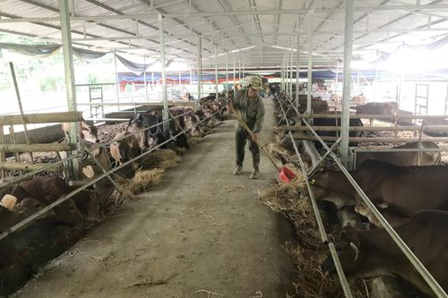 Bảo đảm hiệu quả các dự án hỗ trợ phát triển sản xuất
