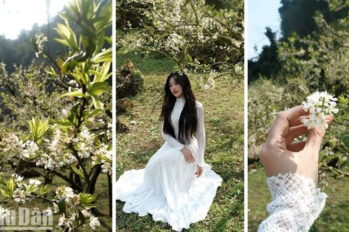 Hàng ngàn người đổ về 'săn' hoa mận Mộc Châu