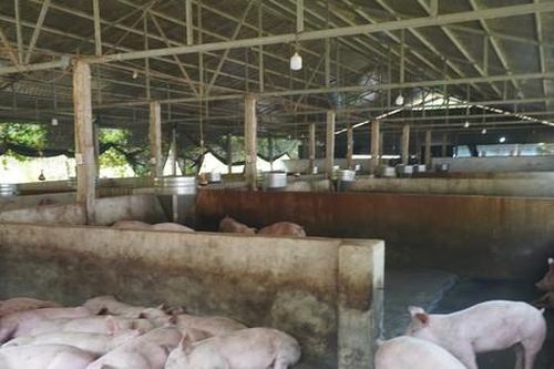 Trang trại lợn xả thải, gây bốc mùi nồng nặc