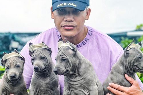 Chàng PT thu 400 triệu đồng nhờ giống chó ngoại hình lạ, xoáy độc đáo ở lưng
