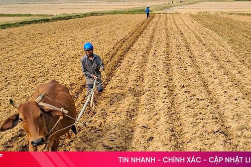 Nông dân Hà Tĩnh tập trung 'khép' thời vụ cây trồng cạn vụ xuân