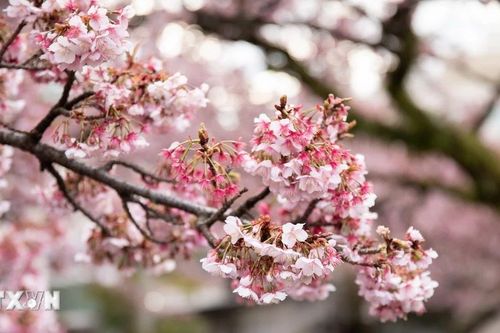 Nhật Bản: Hoa anh đào Atami khoe sắc trong tiết trời giá rét