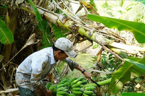 Giá nông sản tăng mang về lợi nhuận hàng trăm triệu đồng cho nông dân