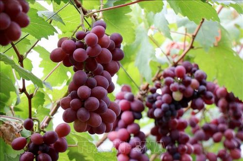 Trồng giống nho mới cho thu nhập từ khoảng 1,2 tỷ đồng/ha/năm