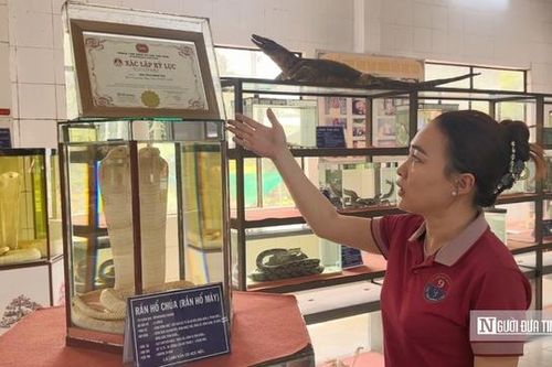 Khám phá Nhà Bảo tàng Rắn độc nhất Việt Nam