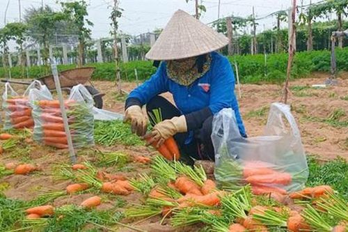 Giải bài toán tìm đầu ra cho các mặt hàng nông sản ở Nghệ An