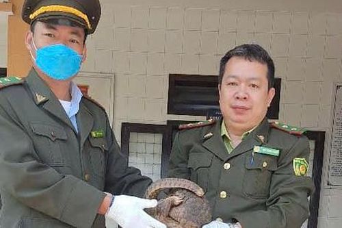 Nhiều cá thể Tê tê 'đi lạc' ở Huế, người dân phát hiện giao nộp cho kiểm lâm