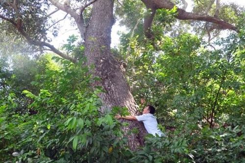 Loài cây cứng như sắt, quý hơn vàng, cả thế giới chỉ còn 13 cây ở Việt Nam, sở hữu cái tên đặc biệt