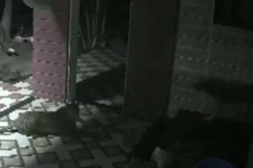 CLIP: Báo hoa mai lẻn vào nhà dân và màn nghênh đón đầy ấn tượng của chó nhà