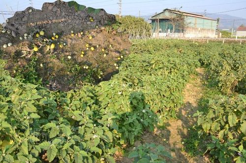 Giá rau màu xuống thấp, người trồng lao đao