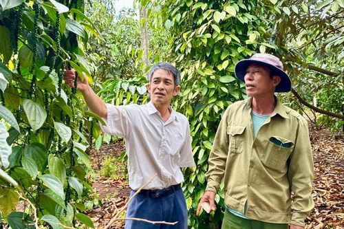 Đảm bảo nguồn điện phục vụ bơm tưới cho cây trồng trong mùa khô