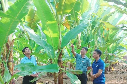 Lào Cai phấn đấu trồng mới gần 1.000 ha chuối