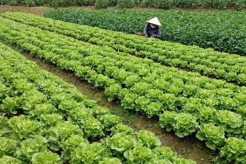Sa Pa đặt mục tiêu sản xuất hơn 41 nghìn tấn rau các loại