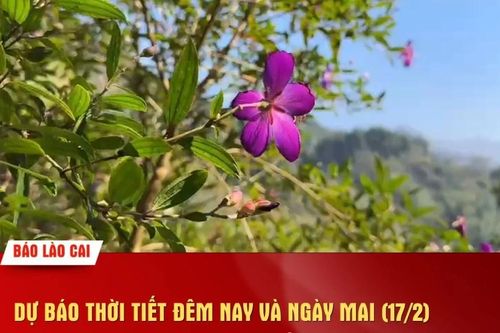 Dự báo thời tiết đêm nay và ngày mai (17/2): Khu du lịch Bắc Hà đêm về sáng có lúc có mưa
