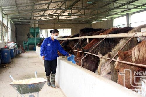 Chăn nuôi theo chuỗi liên kết: Doanh nghiệp và người dân cùng 'khỏe'