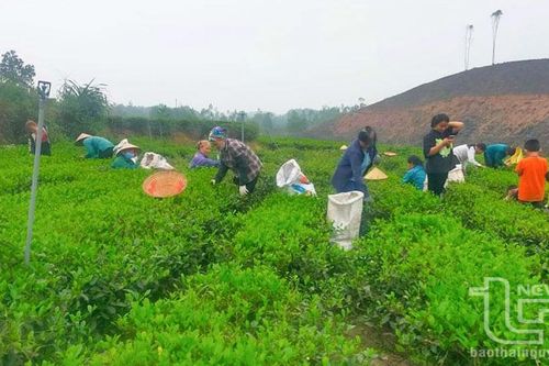 Cấp chứng nhận VietGAP cho 670ha chè