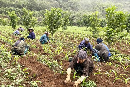 Tập trung sản xuất vụ xuân