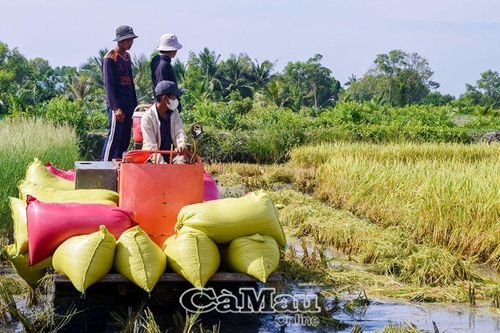 Tự hào nông sản xã Lý Văn Lâm