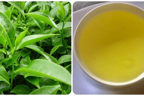 7 nhóm người không nên uống nước chè xanh