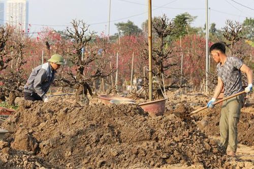 Sau Tết Nguyên đán, đào cổ có giá hàng chục triệu đồng được thu gom trở lại vườn, bắt đầu hành trình hồi sinh