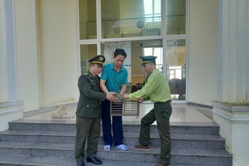 Động vật hoang dã 'đi lạc' vào sân nhà điều hành hồ chứa lớn nhất Huế