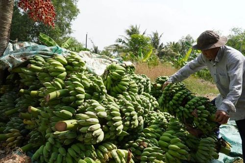Nông dân phấn khởi khi được cả mùa lẫn giá