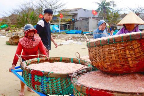 Ngư dân Quảng Ngãi trúng mùa ruốc