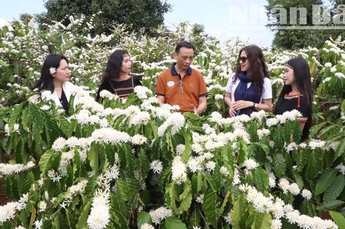 Say đắm hương sắc mùa hoa cà-phê giữa đại ngàn Tây Nguyên