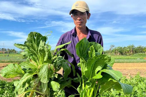 Bến Tre: Rau ế đầy đồng, nông dân gặp khó