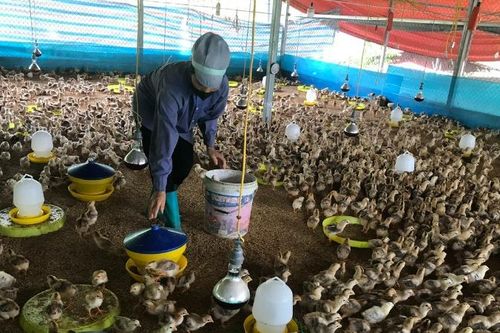 Sớm chấn chỉnh công tác thẩm định dự án hỗ trợ sản xuất ở Bắc Kạn