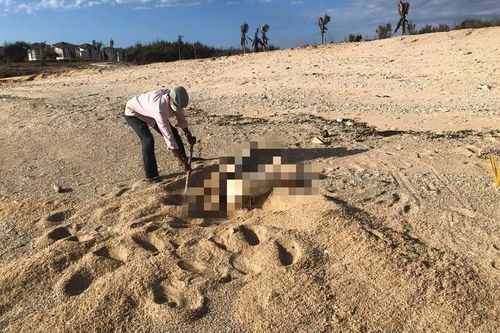 Liên tiếp phát hiện thi thể không nguyên vẹn trôi dạt vào bờ biển