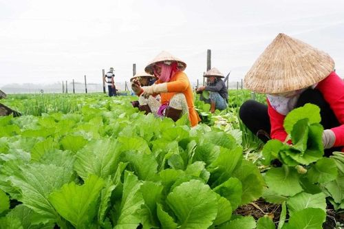 Thuốc trừ sâu bệnh bằng thảo mộc