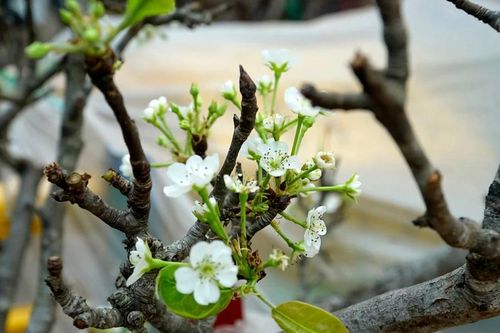 Hoa lê rừng 'níu' Tết người Hà Nội