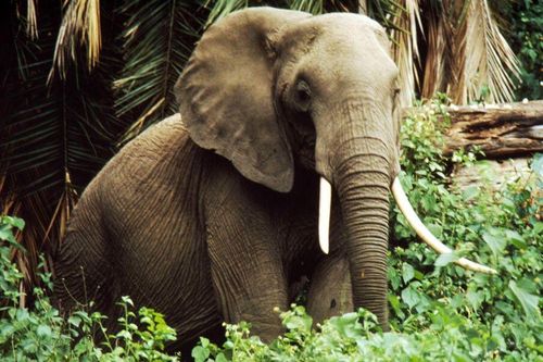 Phòng, chống buôn bán ngà voi trái phép - Cần những giải pháp đồng bộ