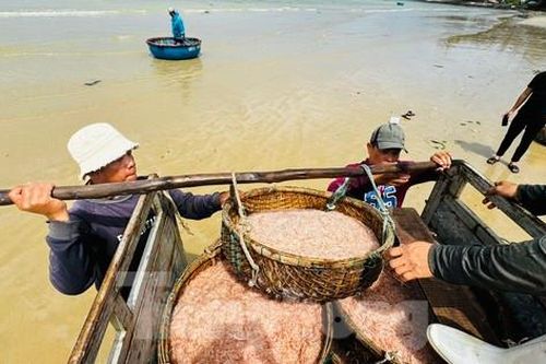 Ngư dân Quảng Ngãi bội thu ruốc biển, 'kiếm khỏe' tiền triệu mỗi ngày