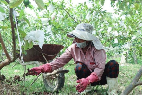 Nông dân Nghệ An tích cực 'hồi sức' cho cây ăn quả sau Tết