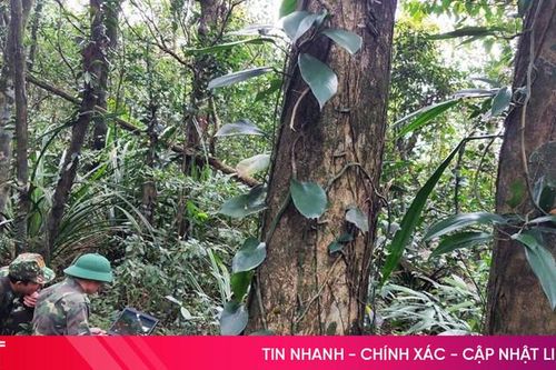 Hà Tĩnh giảm thiểu tình trạng khai thác gỗ rừng tự nhiên