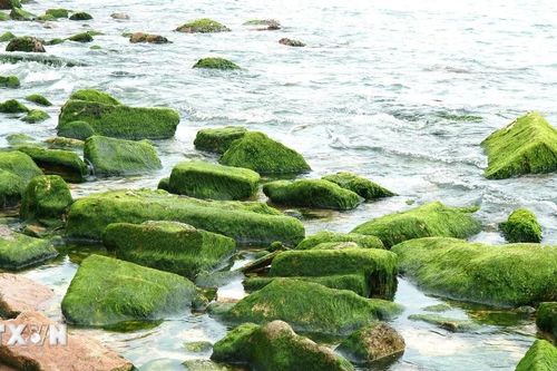 Du khách thích thú với bãi đá rêu xanh mướt đẹp như tranh ở Bình Định