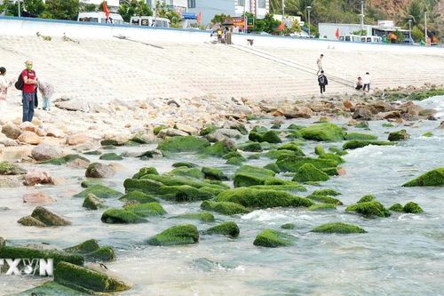 Du khách đổ về làng chài Nhơn Hải 'check in' bãi đá rêu xanh mướt