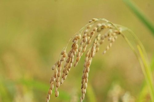 Giống lúa mới giàu CoQ10 - đột phá trong phòng ngừa bệnh tim mạch