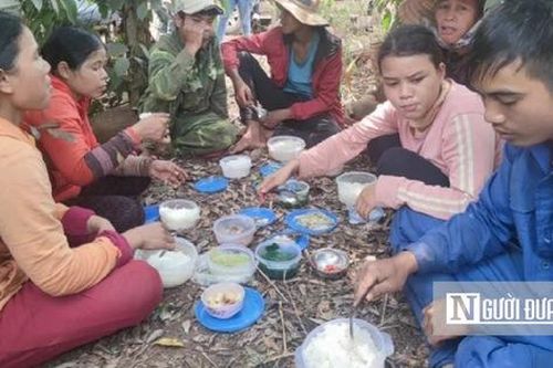 Giá hồ tiêu tăng, cơ quan chức năng khuyến nghị 'không ồ ạt trồng thêm'