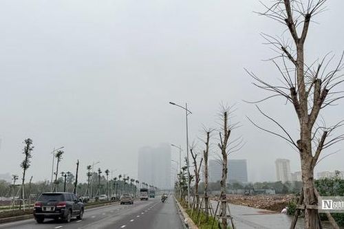 Thực hư thông tin loạt cây xanh có dấu hiệu chết khô trên tuyến đường hơn 700 tỷ đồng