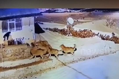 CLIP: Chó nhà dũng cảm đơn độc chống lại bầy sói, cái kết đầy bất ngờ