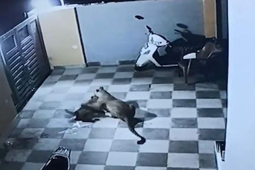 CLIP: Báo đốm nửa đêm leo tường vào nhà dân tấn công chó nhà và cái kết gây chú ý
