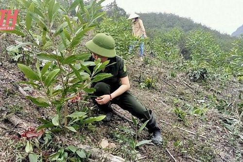 Ứng dụng khoa học và công nghệ trong chọn tạo giống cây trồng