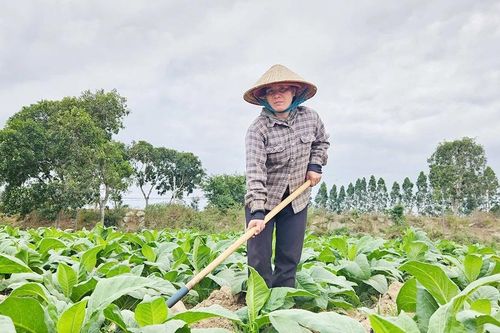 Cây trồng kém phát triển do thời tiết bất lợi